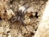 Pardosa sp.